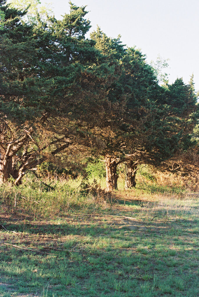 golden hour tree line shot on film
