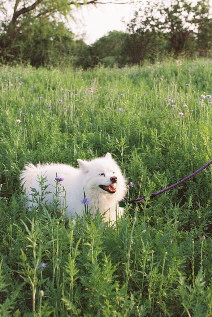 dog in field of tall grass during golden hour photographed on film