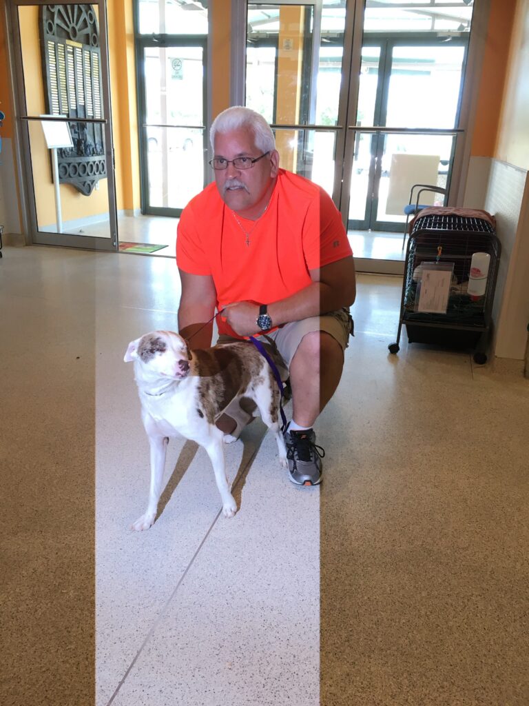 adopting dog at the animal shelter